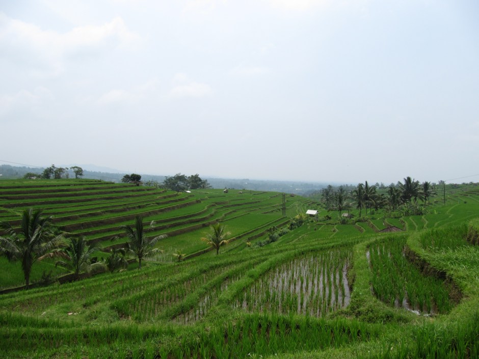 Reisterrassen auf Bali