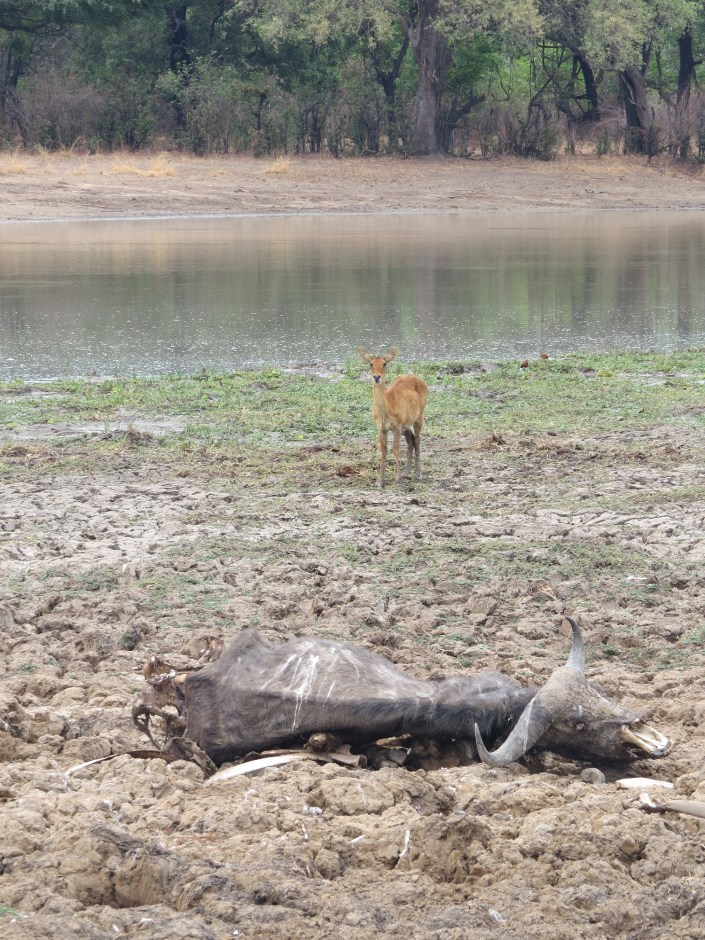 Zambia: Leftoversof a bull that got taken down by a pride of lions