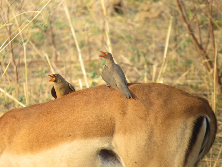 Zambia: Ox Peckers riding an impala antilope